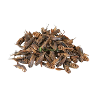 Sušené cvrčky banánové 50g/500g/1000g