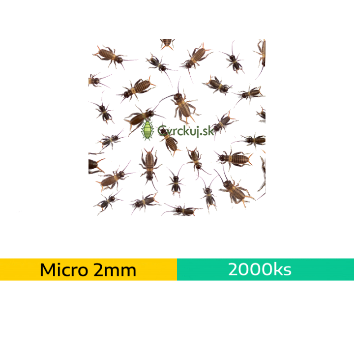 Cvrček domáci (Acheta domestica) - micro (2mm) ~2000ks