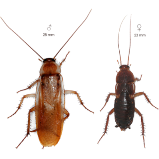 ŠVÁB TURKISTÁNSKY (Shelfordella tartara)  Sub/Adult 1dcl/~100ks