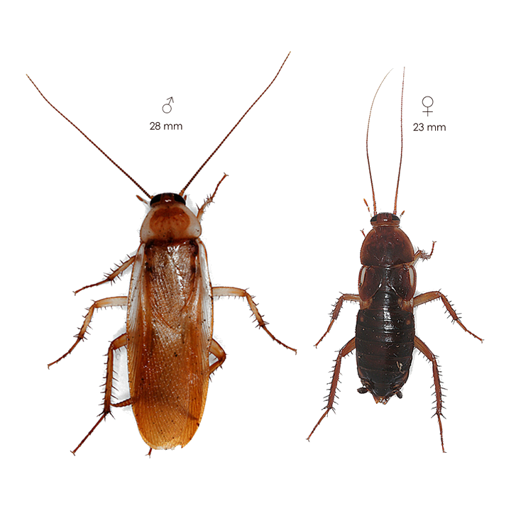 ŠVÁB TURKISTÁNSKY (Shelfordella tartara)  Sub/Adult 1dcl/~100ks