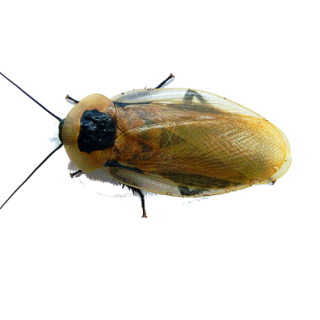 Šváb Smrtihlav (Blaberus cranifer) Adult 10ks