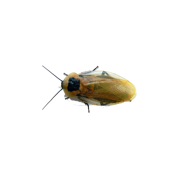 Šváb Smrtihlav (Blaberus cranifer) Adult 10ks