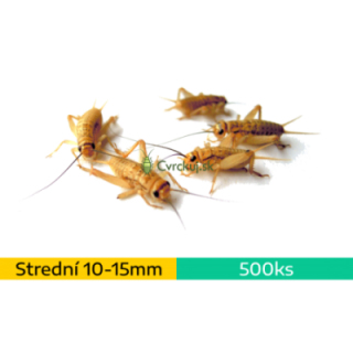 Cvrček domáci (Acheta domestica) - strední (~1-1,5cm) ~500ks