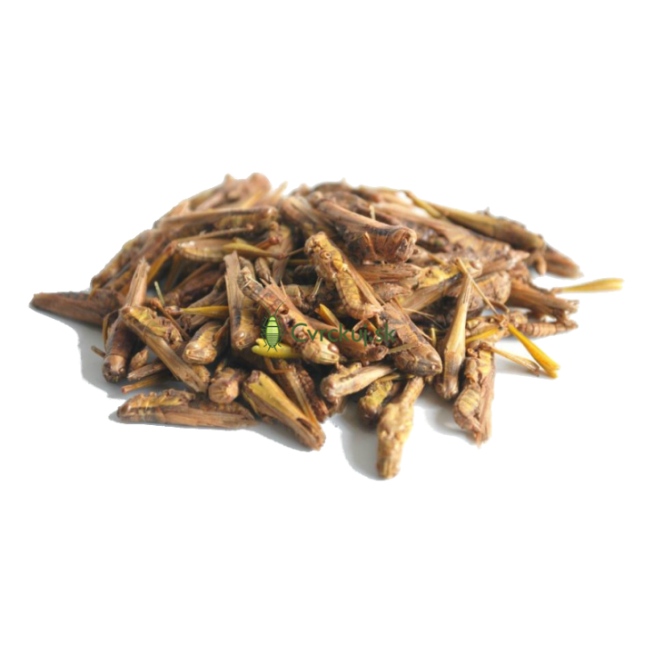 Sušené saranče 100g/500g/1000g