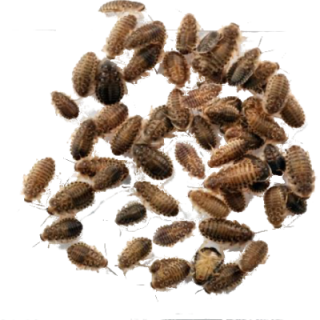 Šváb Argentínsky (Blaptica dubia) Micro 0,5-1cm 50ks