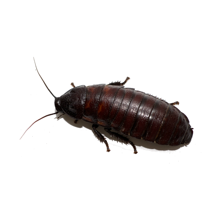 Šváb madagaskarský (Gromphadorhina portentosa) Subadult 10ks