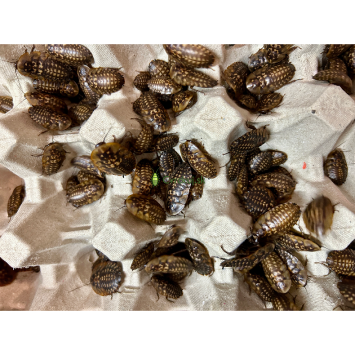 Šváb Smrtihlav (Blaberus craniifer) 2-3,5cm 10ks