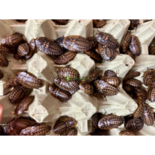 Šváb Smrtihlav (Blaberus craniifer) 3-4,5cm 10ks