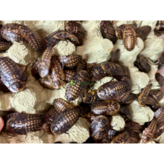 Šváb Smrtihlav (Blaberus craniifer) 4-5cm 10ks