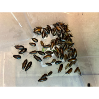 Šváb madagaskarský (Gromphadorhina portentosa) 1-2 cm 50ks