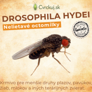 Nelietavé octomilky (Drosophila hydei) - 1 násada 500ml