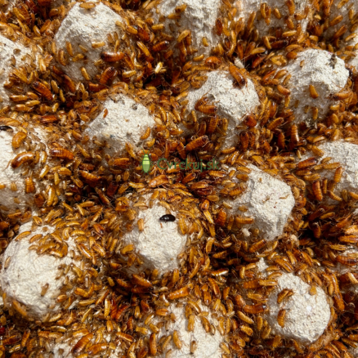 ŠVÁB TURKISTÁNSKY (Shelfordella tartara)  Malé (0,5-1cm) 400ks