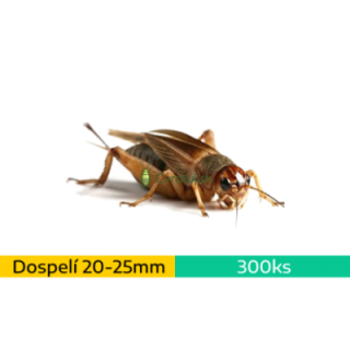Cvrček domáci (Acheta domestica) - dospelí (~2-2,5cm) ~300ks / 400ml