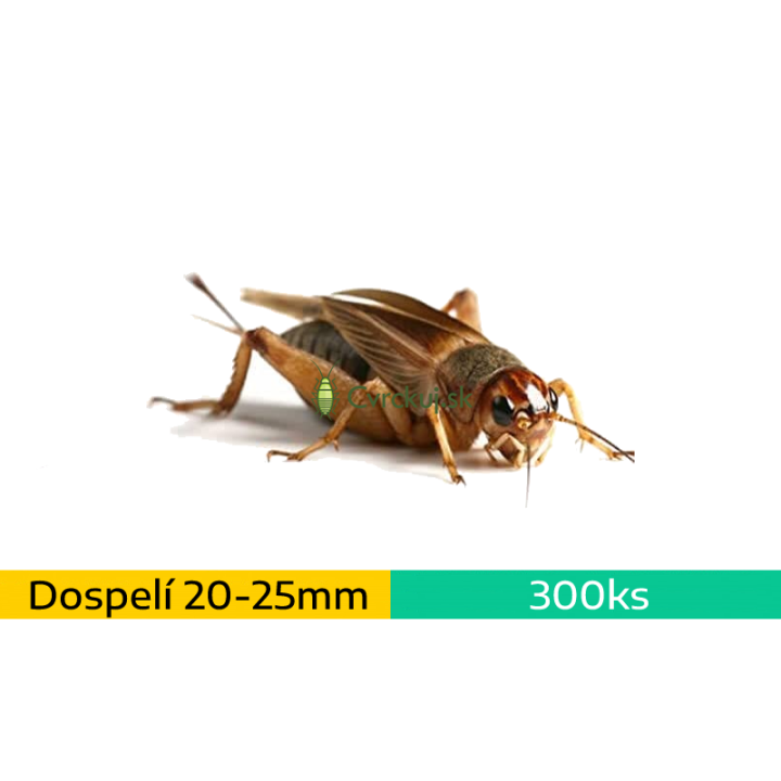 Cvrček domáci (Acheta domestica) - dospelí (~2-2,5cm) ~300ks / 400ml