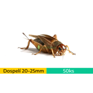 Cvrček domáci (Acheta domestica) - dospelí (~2-2,5cm) 50ks