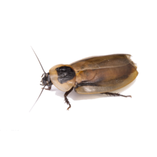 Blaberus discoidalis - Adult 10ks
