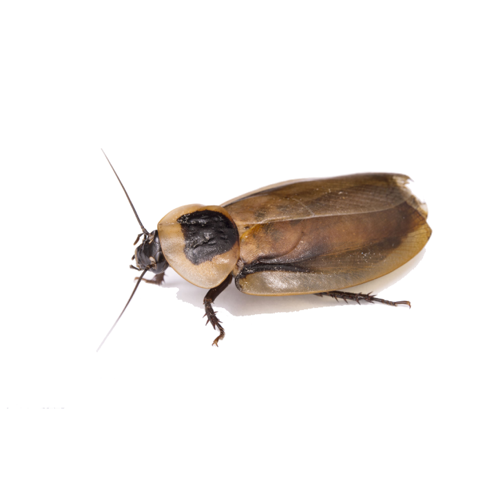 Blaberus discoidalis - Adult 10ks