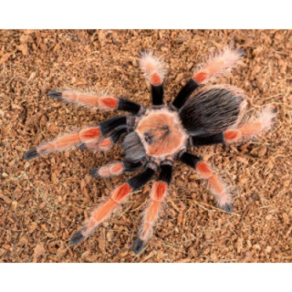 Brachypelma boehmei (3cm telo)