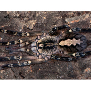Poecilotheria ornata 2-3.zvlek (1,5cm telo)