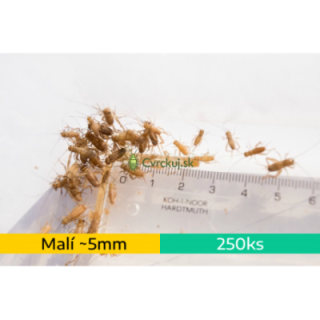 Cvrček domáci (Acheta domestica) - malí (~5mm) 250ks