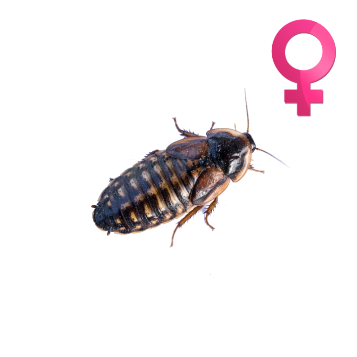 Šváb Argentínsky (Blaptica dubia) Adult SAMICE 10ks