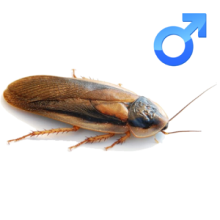 Šváb Argentínsky (Blaptica dubia) Adult SAMCE 10ks