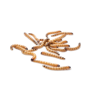 Zophobas morio - Strední (3-3,5cm) 100ml