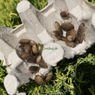 Šváb Argentínsky (Blaptica dubia) Malí ~1-2,5 cm 50ks