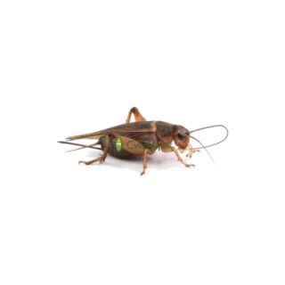 Cvrček banánový (Gryllus assimilis) - dospelí (~3cm) 50ks